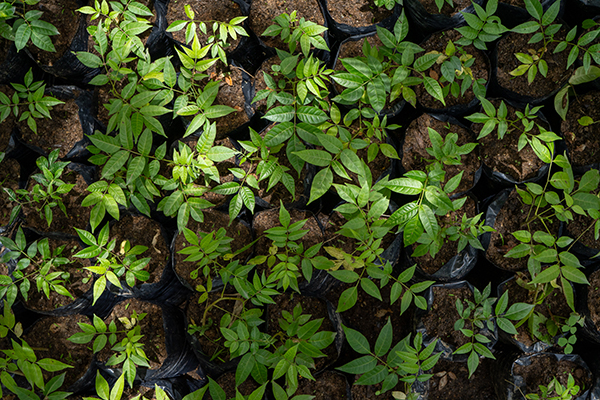 Photograph of saplings for reforestation in the Andean cloud forest in San Francisco de Borja, Napo Province, Ecuador