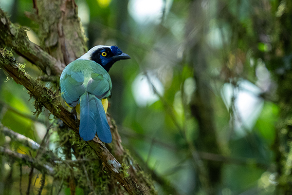 Photograph of an tropical bird called the Green Jay perched on branch in the cloud forest in San Francisco de Borja, Napo Province, Ecuador