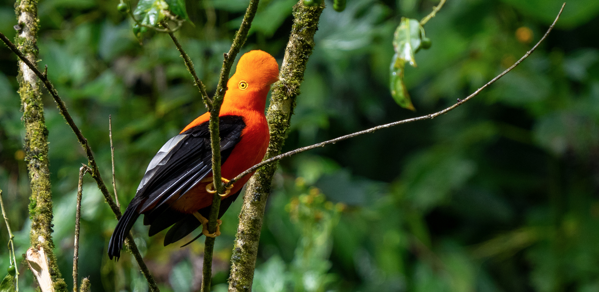Fotografia de un ave tropical endemica llamada el Gallo de la Peña andino posado en una rama en el bosque nuboso en San Francisco de Borja, Provincia de Napo, Ecuador